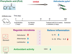 Graphical abstract: Phenyl lactic acid alleviates Helicobacter pylori infection in C57BL/6 mice