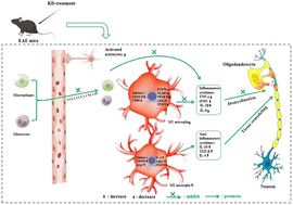 Graphical abstract: Ketogenic diet attenuates neuroinflammation and induces conversion of M1 microglia to M2 in an EAE model of multiple sclerosis by regulating the NF-κB/NLRP3 pathway and inhibiting HDAC3 and P2X7R activation