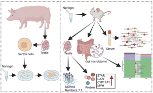 Graphical abstract: Naringin regulates intestinal microorganisms and serum metabolites to promote spermatogenesis