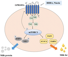 Graphical abstract: Niacin/β-hydroxybutyrate regulates milk fat and milk protein synthesis via the GPR109A/Gi/mTORC1 pathway