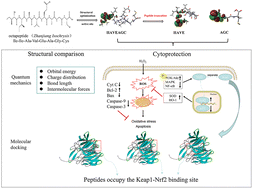 Graphical abstract: Comparative in silico and in vitro study of the stability and biological activity of an octapeptide from microalgae Isochrysis zhanjiangensis and its truncated short peptide