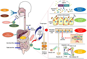 Graphical abstract: Advances in the protection of intestinal mucosal barrier function by milk-derived miRNAs