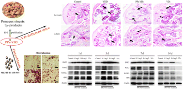 Graphical abstract: Beneficial regulation of vitamin D3-rich extract from the processing by-products of Penaeus sinensis on preosteoblastic MC3T3-E1 cells and improvement of bone health in VD-deficient mice