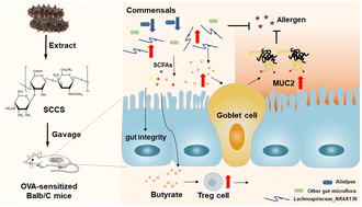 Graphical abstract: Sea cucumber chondroitin sulfate polysaccharides attenuate OVA-induced food allergy in BALB/c mice associated with gut microbiota metabolism and Treg cell differentiation