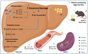 Graphical abstract: Dietary gluten worsens hepatic steatosis by increasing inflammation and oxidative stress in ApoE−/− mice fed a high-fat diet