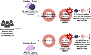 Graphical abstract: Daily blueberry consumption for 12 weeks improves endothelial function in postmenopausal women with above-normal blood pressure through reductions in oxidative stress: a randomized controlled trial