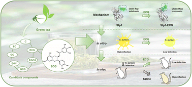 Graphical abstract: Molecular mechanism of green tea polyphenol epicatechin gallate attenuating Staphylococcus aureus pathogenicity by targeting Ser/Thr phosphatase Stp1