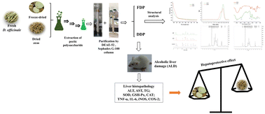 Graphical abstract: A comparative study of pectic polysaccharides from fresh and dried Dendrobium officinale based on their structural properties and hepatoprotection in alcoholic liver damaged mice