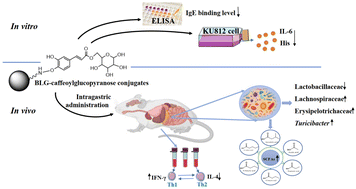 Graphical abstract: A comparative study on the allergenic potential of β-lactoglobulin conjugated to glucose, caffeic acid and caffeoyl glucopyranose