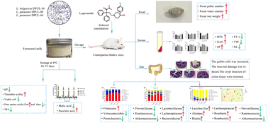 Graphical abstract: Milk fermented by combined starter cultures comprising three Lactobacillus strains exerts an alleviating effect on loperamide-induced constipation in BALB/c mice