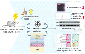 Graphical abstract: Garlic essential oil ameliorates depression-like behaviors in unpredictable chronic mild stress by modulating the brain NLRP3 inflammasome pathway and influencing the gut barrier and microbiota