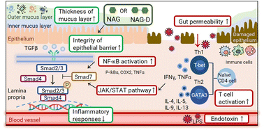 Graphical abstract: N-Acetylglucosamine and its dimer ameliorate inflammation in murine colitis by strengthening the gut barrier function