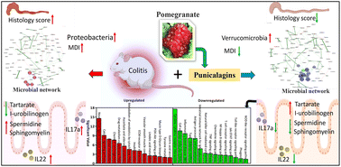 Graphical abstract: Multi-omics analysis detected multiple pathways by which pomegranate punicalagin exerts its biological effects in modulating host–microbiota interactions in murine colitis models