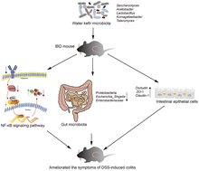 Graphical abstract: Prevention of DSS-induced colitis in mice with water kefir microbiota via anti-inflammatory and microbiota-balancing activity