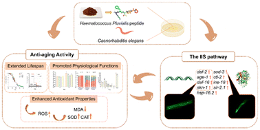 Graphical abstract: A novel peptide derived from Haematococcus pluvialis residue exhibits anti-aging activity in Caenorhabditis elegans via the insulin/IGF-1 signaling pathway