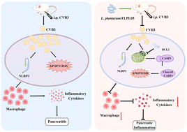 Graphical abstract: Lactiplantibacillus plantarum attenuates Coxsackievirus B3-induced pancreatitis through the BAX/BCL2/CASP3 signaling pathway
