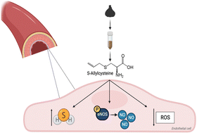 Graphical abstract: Improving endothelial health with food-derived H2S donors: an in vitro study with S-allyl cysteine and with a black-garlic extract enriched in sulfur-containing compounds