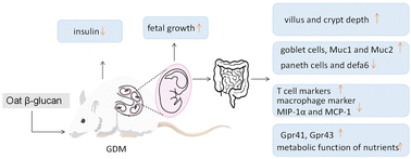 Graphical abstract: Oat β-glucan supplementation pre- and during pregnancy alleviates fetal intestinal immunity development damaged by gestational diabetes in rats