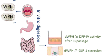 Graphical abstract: In vitro comparison of whey protein isolate and hydrolysate for their effect on glucose homeostasis markers