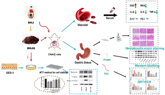 Graphical abstract: Dangshen Huangjiu prevents gastric mucosal injury and inhibits Akt/NF-κB pathway
