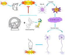 Graphical abstract: Ginsenoside-Rg1 synergized with voluntary running exercise protects against glial activation and dysregulation of neuronal plasticity in depression