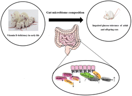 Graphical abstract: Vitamin D deficiency in early life regulates gut microbiome composition and leads to impaired glucose tolerance in adult and offspring rats