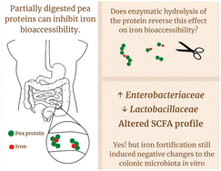 Graphical abstract: Hydrolysis of pea protein differentially modulates its effect on iron bioaccessibility, sulfur availability, composition and activity of gut microbial communities in vitro