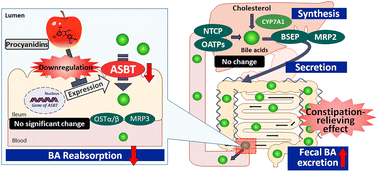 Graphical abstract: Apple juice relieves loperamide-induced constipation in rats by downregulating the intestinal apical sodium-dependent bile acid transporter ASBT