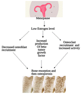 Graphical abstract: A comprehensive review of the bioactive components of sesame seeds and their impact on bone health issues in postmenopausal women