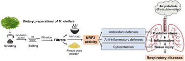 Graphical abstract: Development of Moringa oleifera as functional food targeting NRF2 signaling: antioxidant and anti-inflammatory activity in experimental model systems
