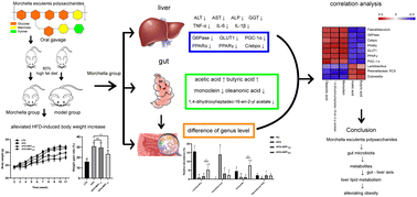 Graphical abstract: Effect of water-soluble polysaccharides from Morchella esculenta on high-fat diet-induced obese mice: changes in gut microbiota and metabolic functions