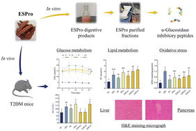 Graphical abstract: Isolation and identification of an α-glucosidase inhibitory peptide from extruded soybean protein and its hypoglycemic activity in T2DM mice