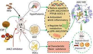 Graphical abstract: Chinese chestnut shell polyphenol extract regulates the JAK2/STAT3 pathway to alleviate high-fat diet-induced, leptin-resistant obesity in mice
