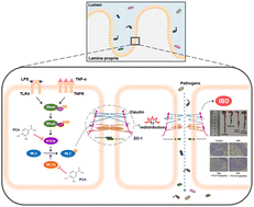 Graphical abstract: Dietary protocatechuic acid redistributes tight junction proteins by targeting Rho-associated protein kinase to improve intestinal barrier function