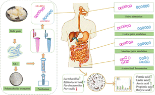 Graphical abstract: In vitro simulated digestion and fecal fermentation of exopolysaccharides from Lacticaseibacillus paracasei GL1