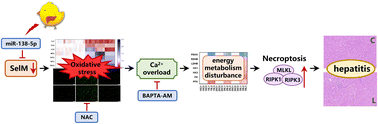 Graphical abstract: Selenium deficiency caused hepatitis in chickens via the miR-138-5p/SelM/ROS/Ca2+ overload pathway induced by hepatocyte necroptosis