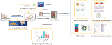 Graphical abstract: Effects of hemoglobin extracted from Tegillarca granosa on the gut microbiota in iron deficiency anemia mice