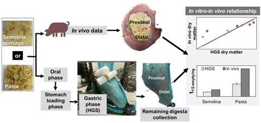 Graphical abstract: Evaluation of the performance of the human gastric simulator using durum wheat-based foods of contrasting food structure