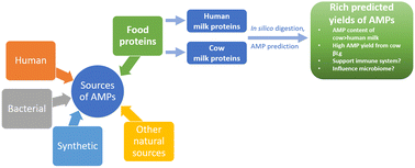 Graphical abstract: Comparative yields of antimicrobial peptides released from human and cow milk proteins under infant digestion conditions predicted by in silico methodology