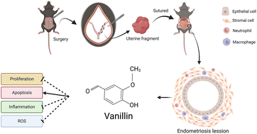Graphical abstract: Vanillin prevents the growth of endometriotic lesions through anti-inflammatory and antioxidant pathways in a mouse model