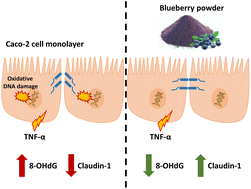 Graphical abstract: Wild blueberry (V. angustifolium) improves TNFα-induced cell barrier permeability through claudin-1 and oxidative stress modulation in Caco-2 cells