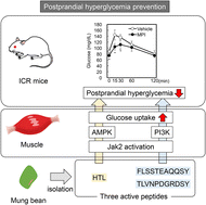 Graphical abstract: Mung bean peptides promote glucose uptake via Jak2 activation in L6 myotubes