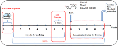 Graphical abstract: Study on the effect of licochalcone A on intestinal flora in type 2 diabetes mellitus mice based on 16S rRNA technology