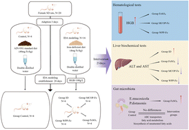 Graphical abstract: Effects of food-derived oligopeptide iron chelates on liver injury and gut microbiota homeostasis in iron-deficiency anemia female rats: a pilot study