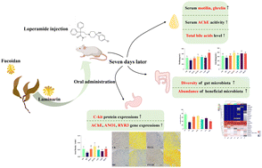 Graphical abstract: The regulatory effects of fucoidan and laminarin on functional dyspepsia mice induced by loperamide