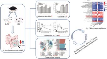 Graphical abstract: Modulation effect of black rice dietary fiber on the metabolism and fermentation of cyanidin-3-glucoside in an in vitro human colonic model