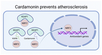 Graphical abstract: Cardamonin targets KEAP1/NRF2 signaling for protection against atherosclerosis
