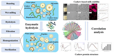 Graphical abstract: Effects of enzymatic modification on the stability of cashew-based milk