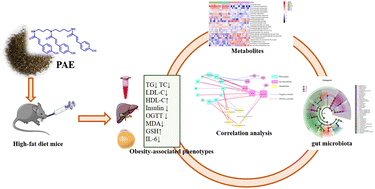 Graphical abstract: Phenolamide extract of apricot bee pollen alleviates glucolipid metabolic disorders and modulates the gut microbiota and metabolites in high-fat diet-induced obese mice