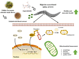 Graphical abstract: Asperuloside, the bioactive compound in the edible Eucommia ulmoides male flower, delays muscle aging by daf-16 mediated improvement in mitochondrial dysfunction